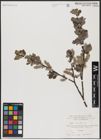 Foto von Salix aurita L.